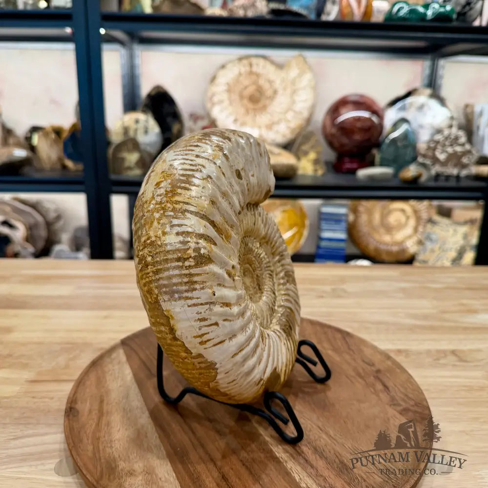 Reserve Jurassic Ammonite Fossil ? - Fossil Specimen
