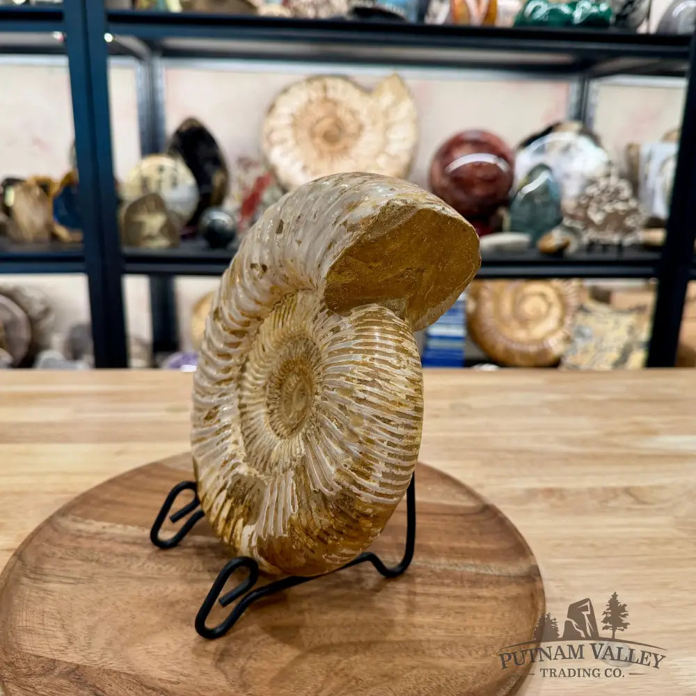 Reserve Jurassic Ammonite Fossil ? - Fossil Specimen