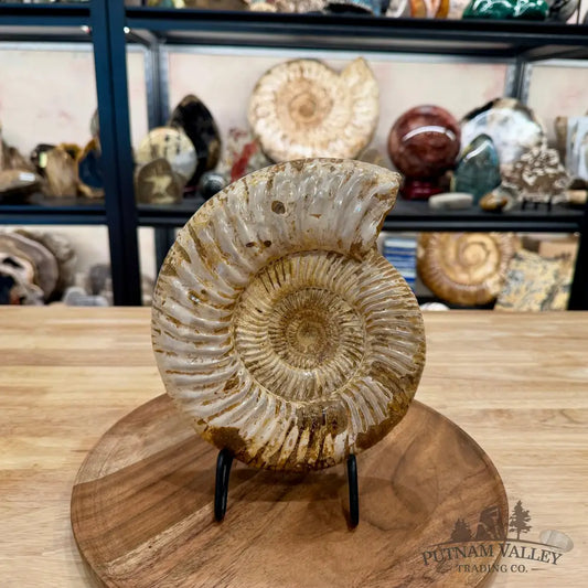 Reserve Jurassic Ammonite Fossil ? - Fossil Specimen