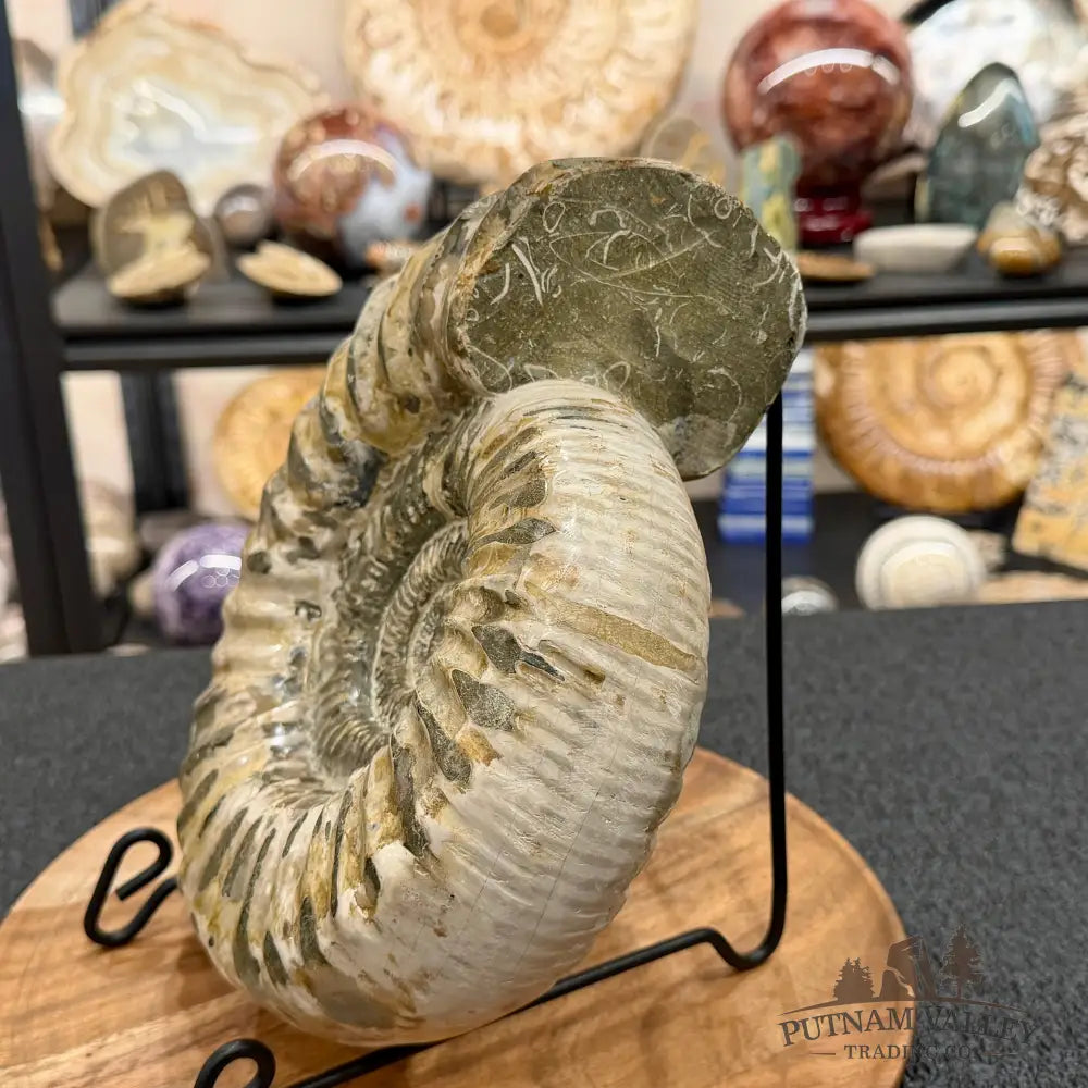 Reserve Jurassic Ammonite Fossil 9.81’’ - Fossil Specimen