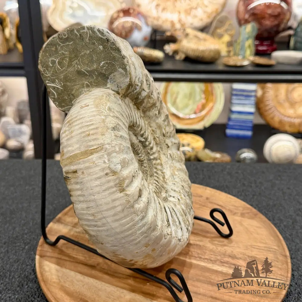 Reserve Jurassic Ammonite Fossil 9.81’’ - Fossil Specimen