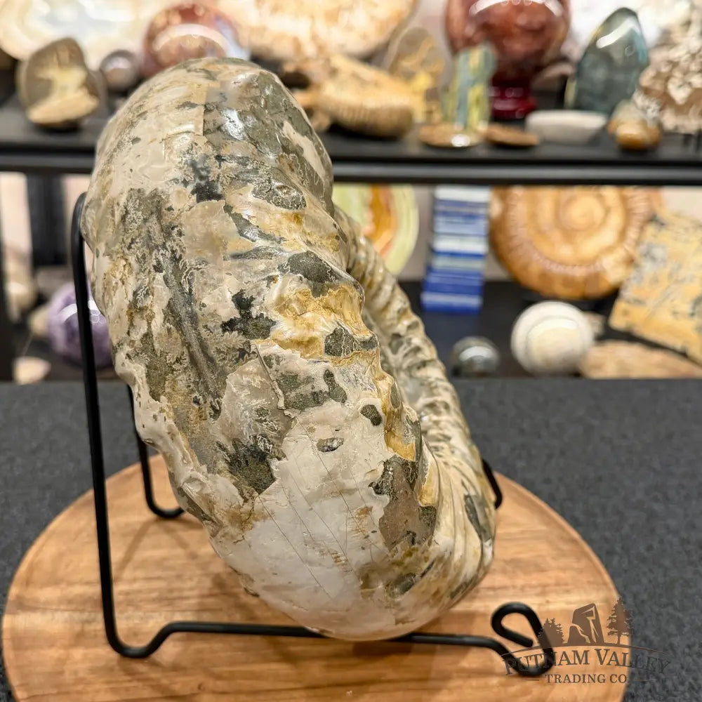 Reserve Jurassic Ammonite Fossil 9.81’’ - Fossil Specimen