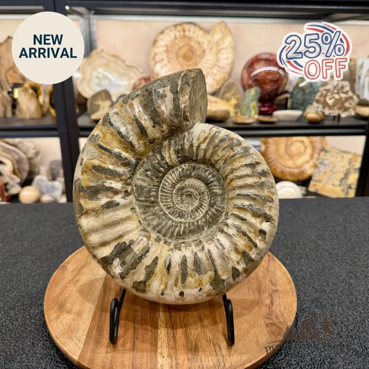 Reserve Jurassic Ammonite Fossil 9.81’’ - Fossil Specimen