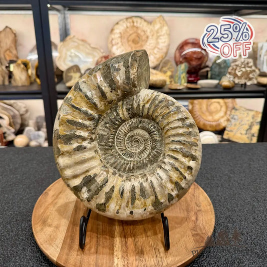 Reserve Jurassic Ammonite Fossil 9.81’’ - Fossil Specimen