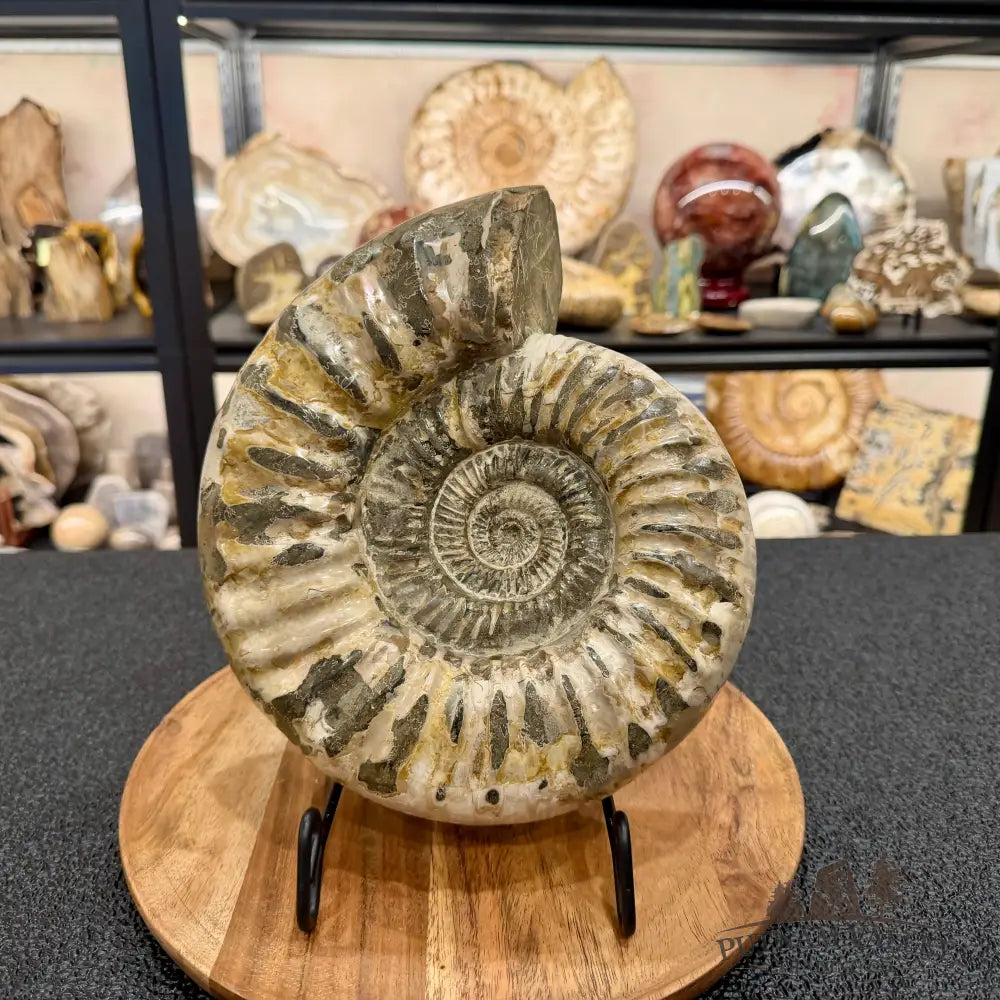 Reserve Jurassic Ammonite Fossil 9.81’’ - Fossil Specimen