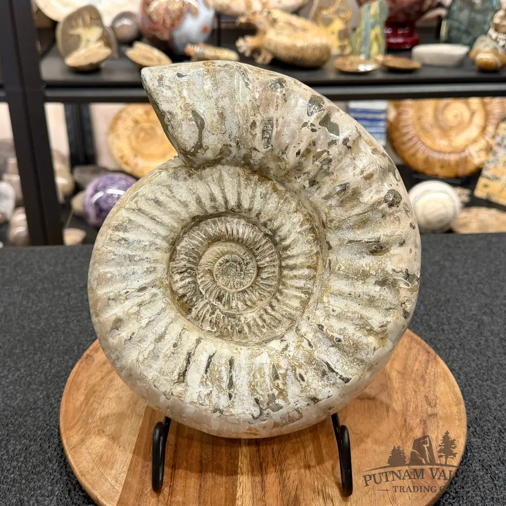 Reserve Jurassic Ammonite Fossil 9.81’’ - Fossil Specimen