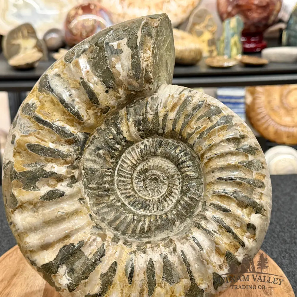 Reserve Jurassic Ammonite Fossil 9.81’’ - Fossil Specimen