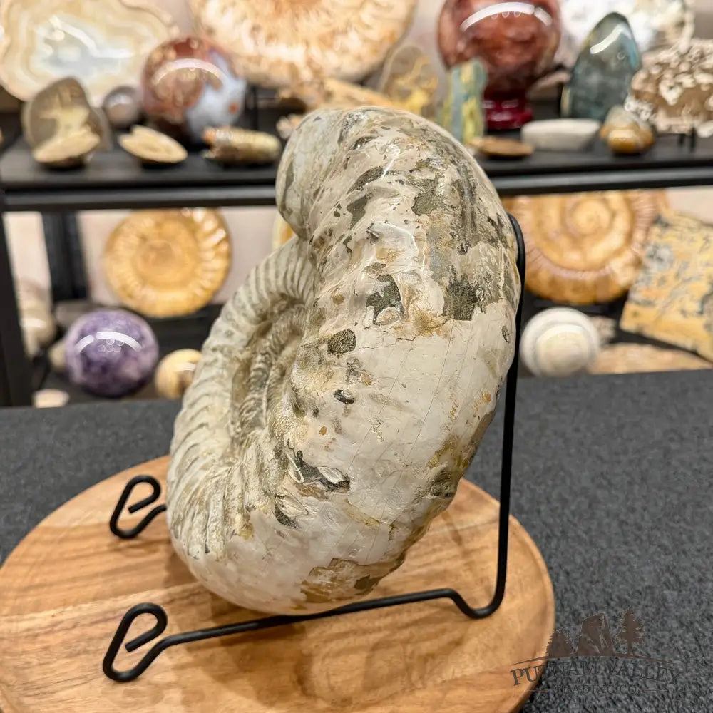 Reserve Jurassic Ammonite Fossil 9.81’’ - Fossil Specimen