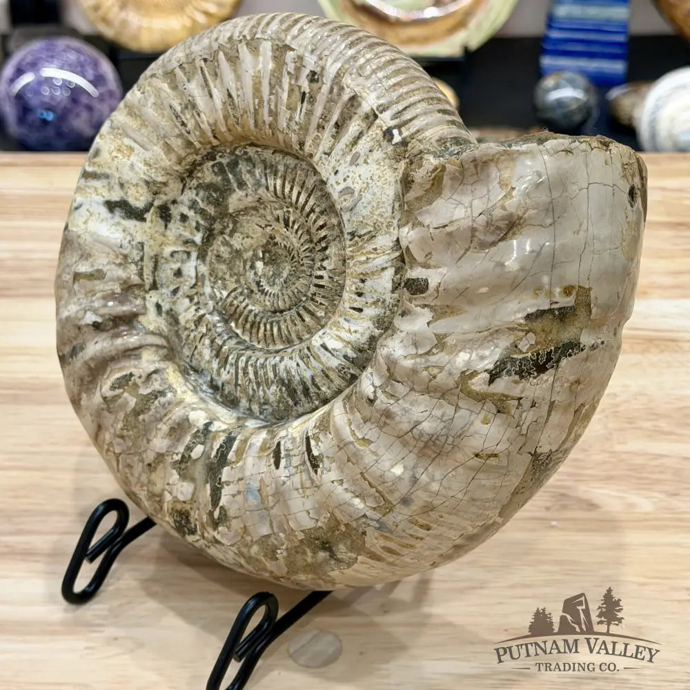 Reserve Jurassic Ammonite Fossil 9’’ - Fossil Specimen