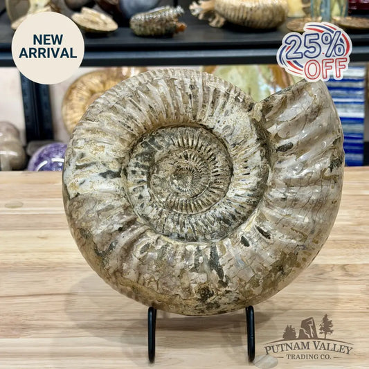 Reserve Jurassic Ammonite Fossil 9’’ - Fossil Specimen