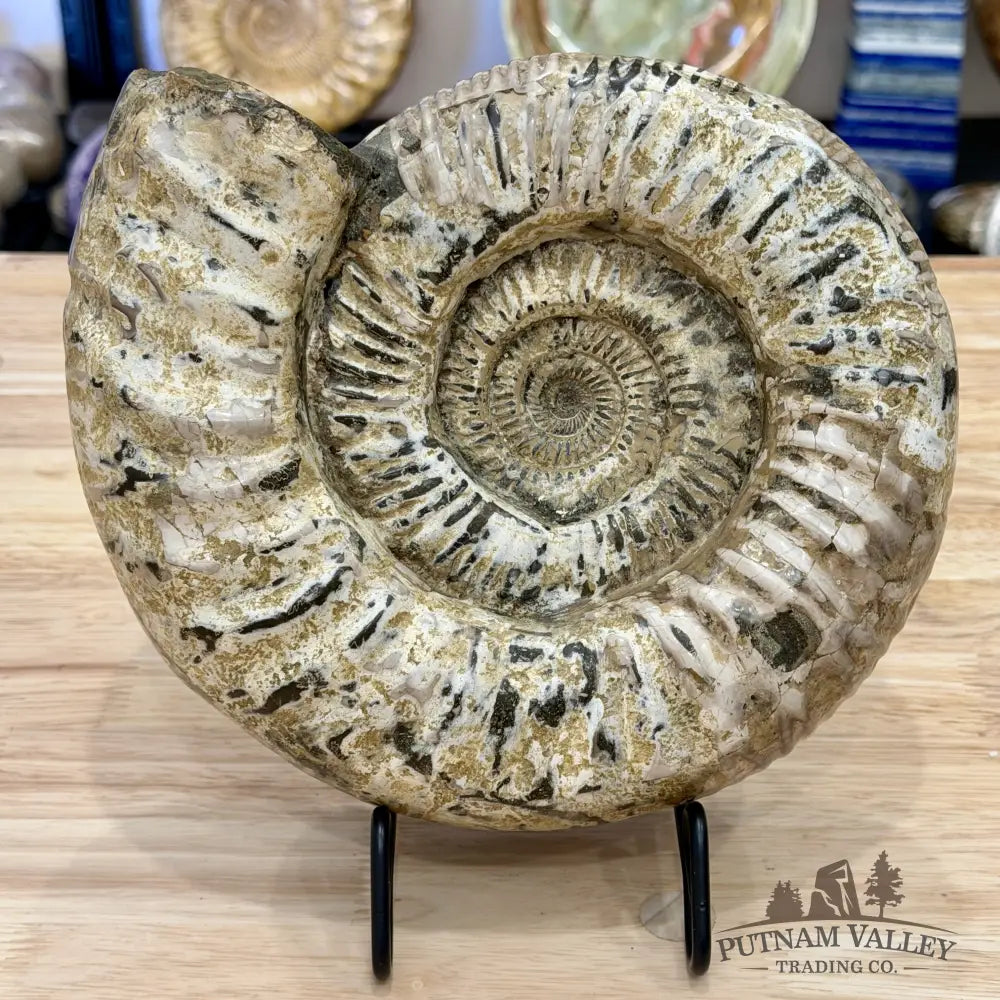 Reserve Jurassic Ammonite Fossil 9’’ - Fossil Specimen