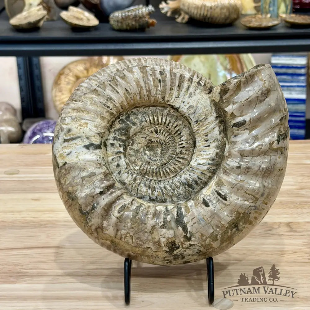 Reserve Jurassic Ammonite Fossil 9’’ - Fossil Specimen