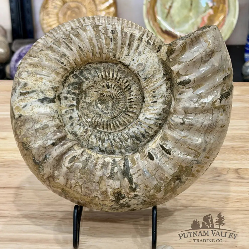 Reserve Jurassic Ammonite Fossil 9’’ - Fossil Specimen