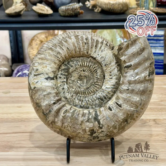 Reserve Jurassic Ammonite Fossil 9’’ - Fossil Specimen