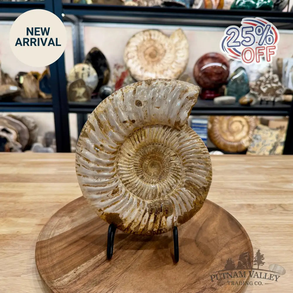 Reserve Jurassic Ammonite Fossil ? - Fossil Specimen