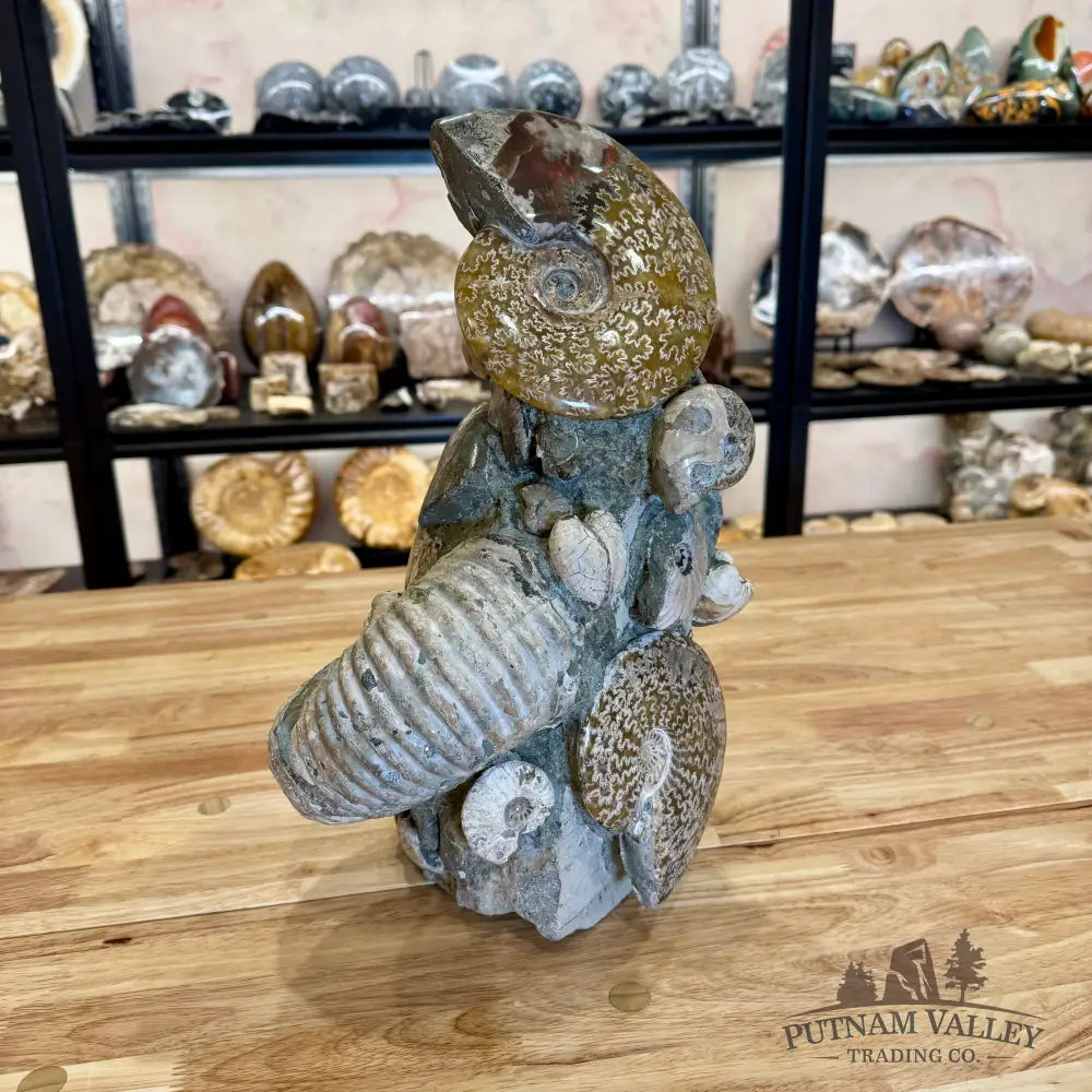 Large Moroccan Ammonite Cluster Sculpture 15’’ Fossil Sculpture