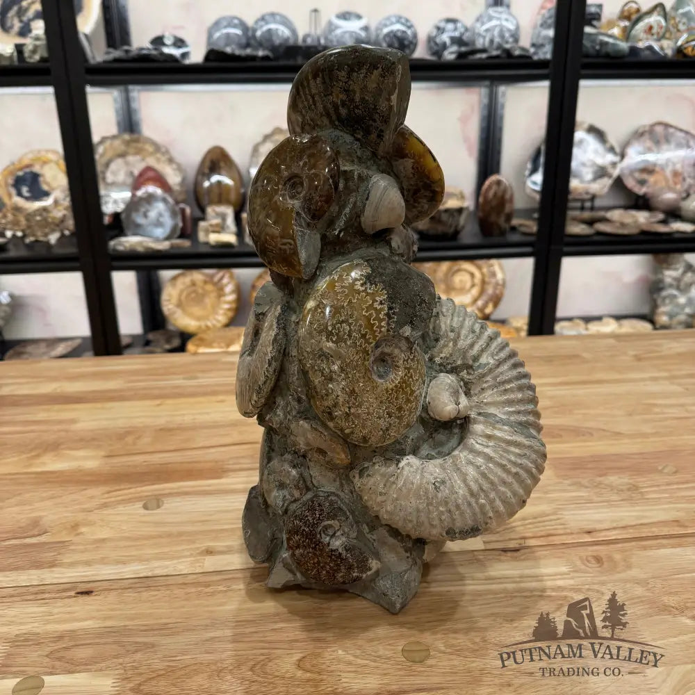 Large Moroccan Ammonite Cluster Sculpture 15’’ Fossil Sculpture