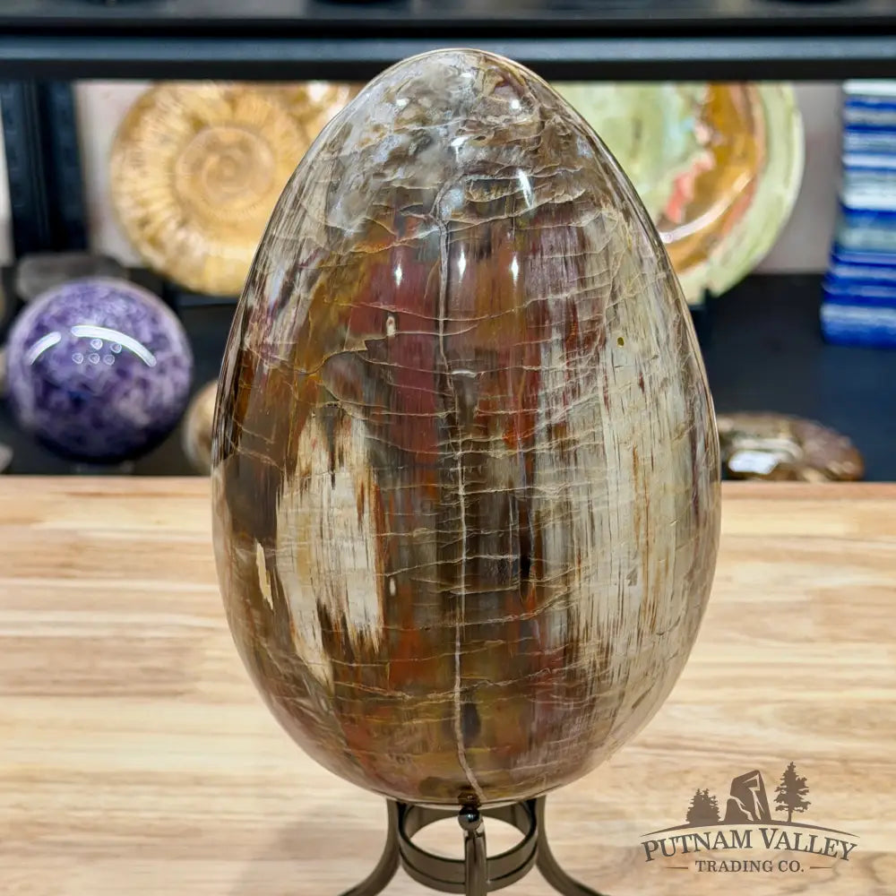 Reserve Madagascar Petrified Wood Egg 7.8’’ - Egg