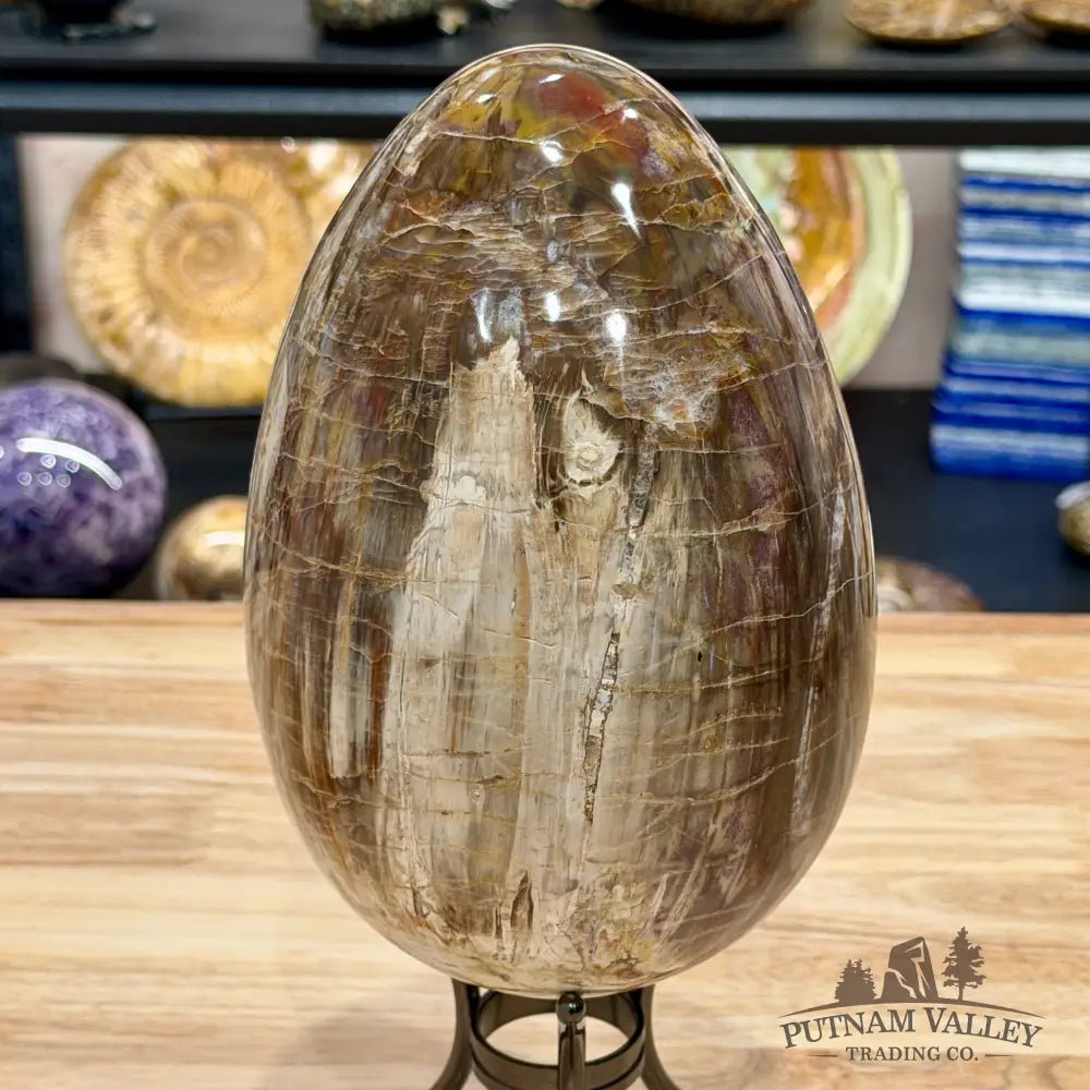 Reserve Madagascar Petrified Wood Egg 7.8’’ - Egg