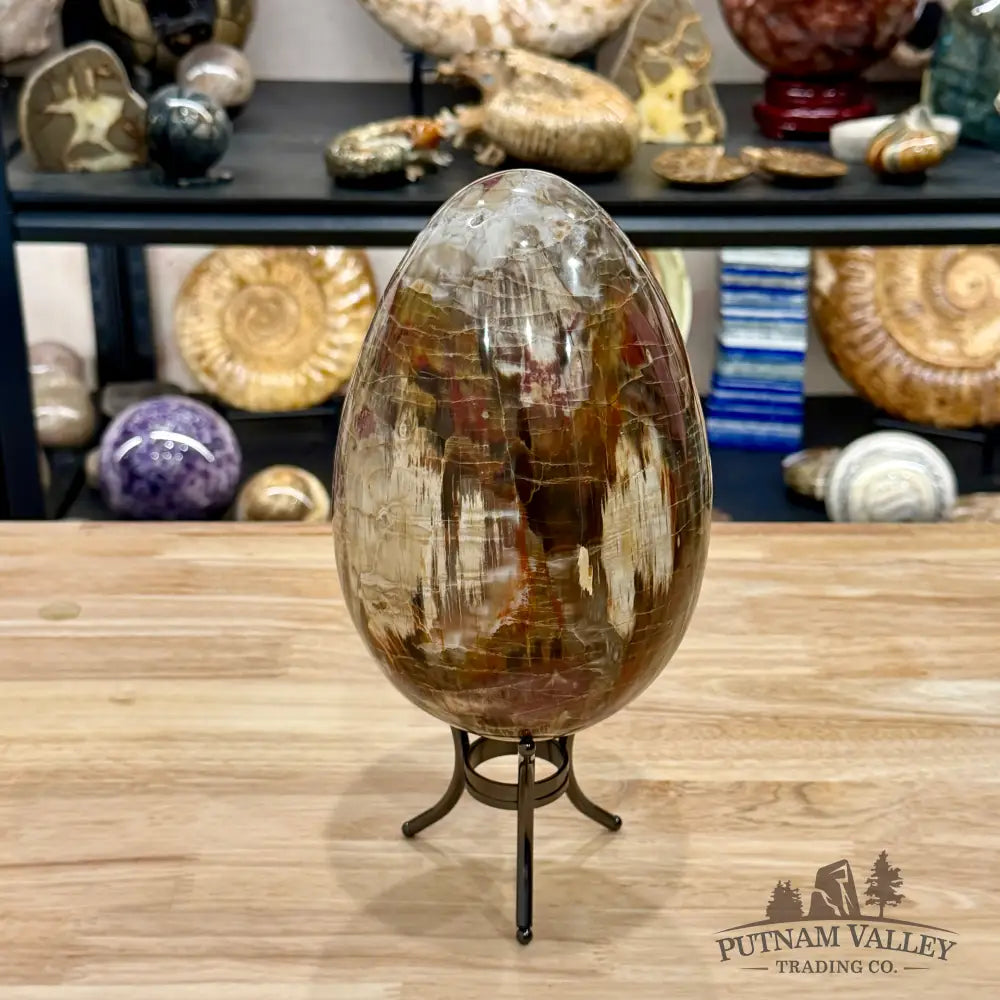 Reserve Madagascar Petrified Wood Egg 7.8’’ - Egg