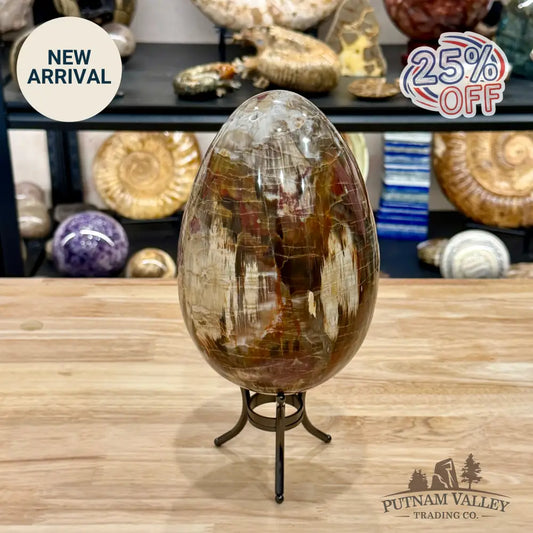 Reserve Madagascar Petrified Wood Egg 7.8’’ - Egg