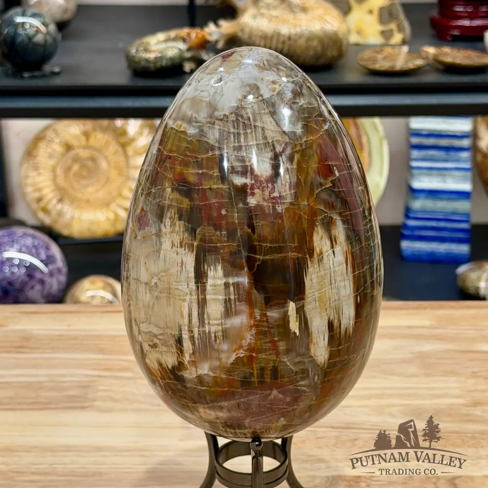 Reserve Madagascar Petrified Wood Egg 7.8’’ - Egg