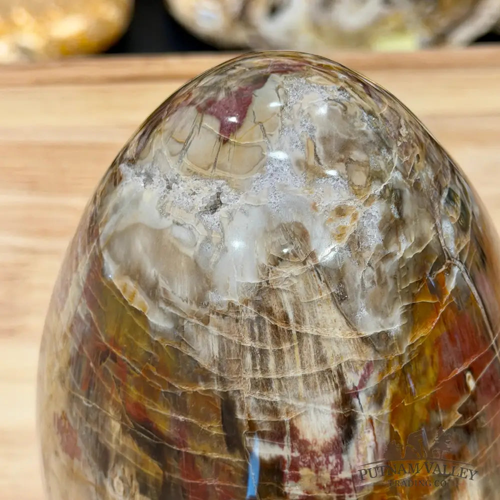 Reserve Madagascar Petrified Wood Egg 7.8’’ - Egg