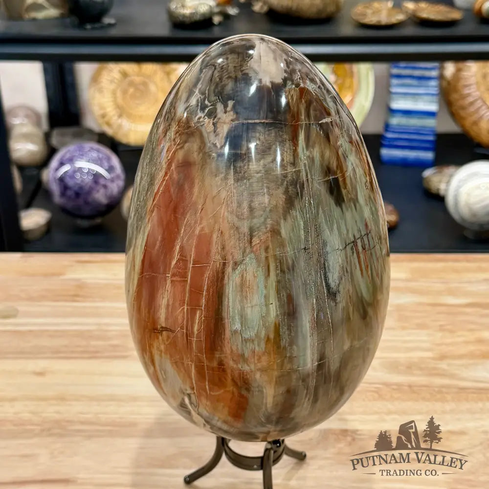 Reserve Madagascar Petrified Wood Egg 9.2’’ - Egg