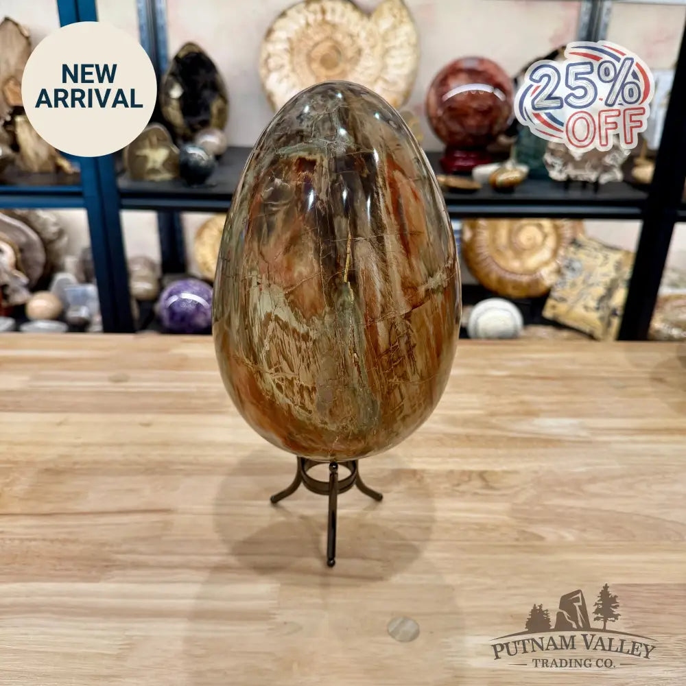 Reserve Madagascar Petrified Wood Egg 9.2’’ - Egg