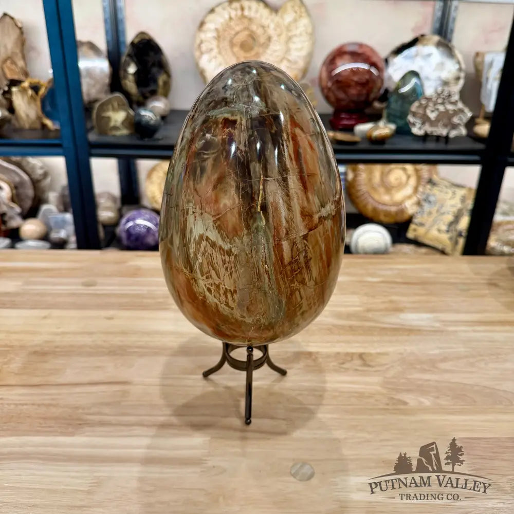 Reserve Madagascar Petrified Wood Egg 9.2’’ - Egg