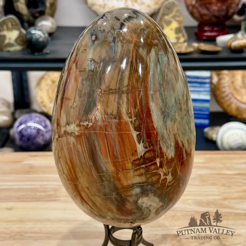 Reserve Madagascar Petrified Wood Egg 9.2’’ - Egg