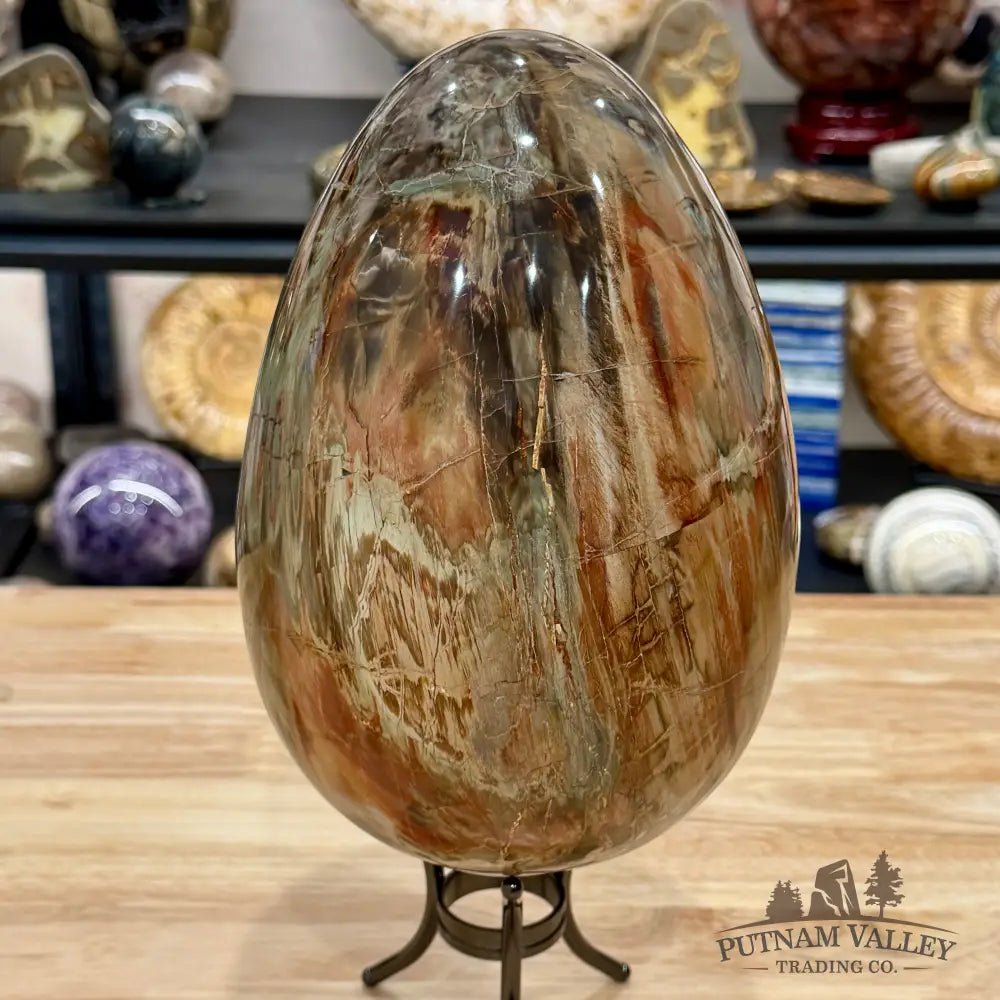 Reserve Madagascar Petrified Wood Egg 9.2’’ - Egg