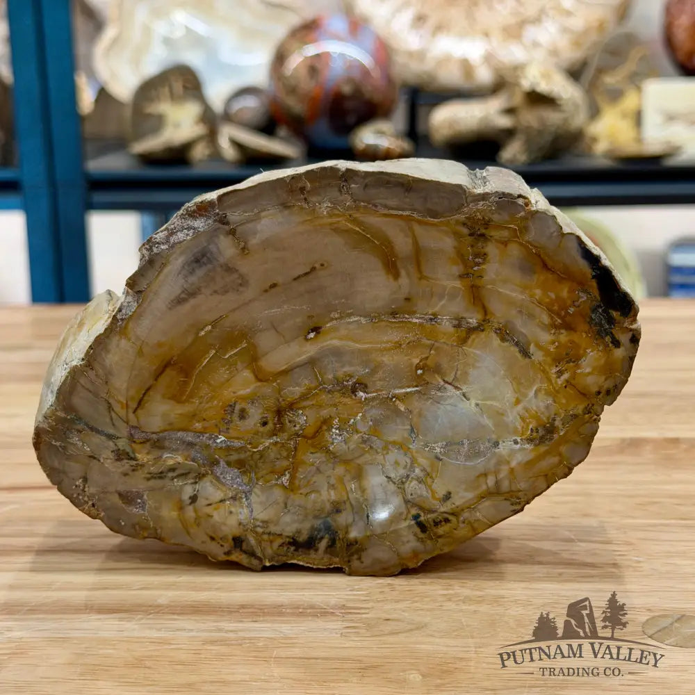 Reserve Madagascar Petrified Wood Rustic Bowl 6.5’’ - Bowl