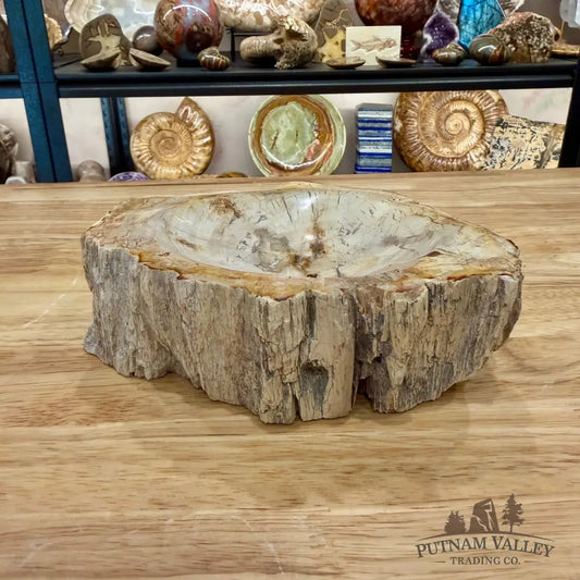 Reserve Madagascar Petrified Wood Rustic Bowl 6.5’’ - Bowl
