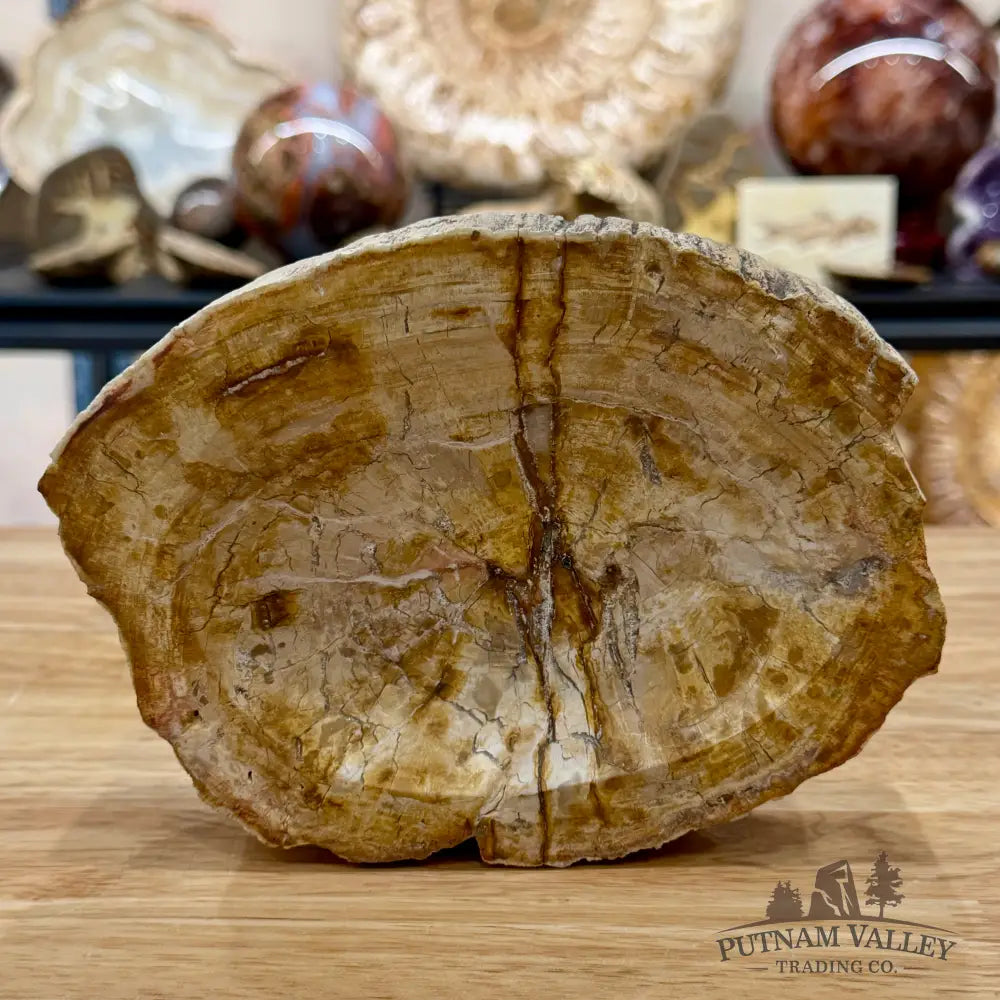 Reserve Madagascar Petrified Wood Rustic Bowl 6.85’’ - Bowl
