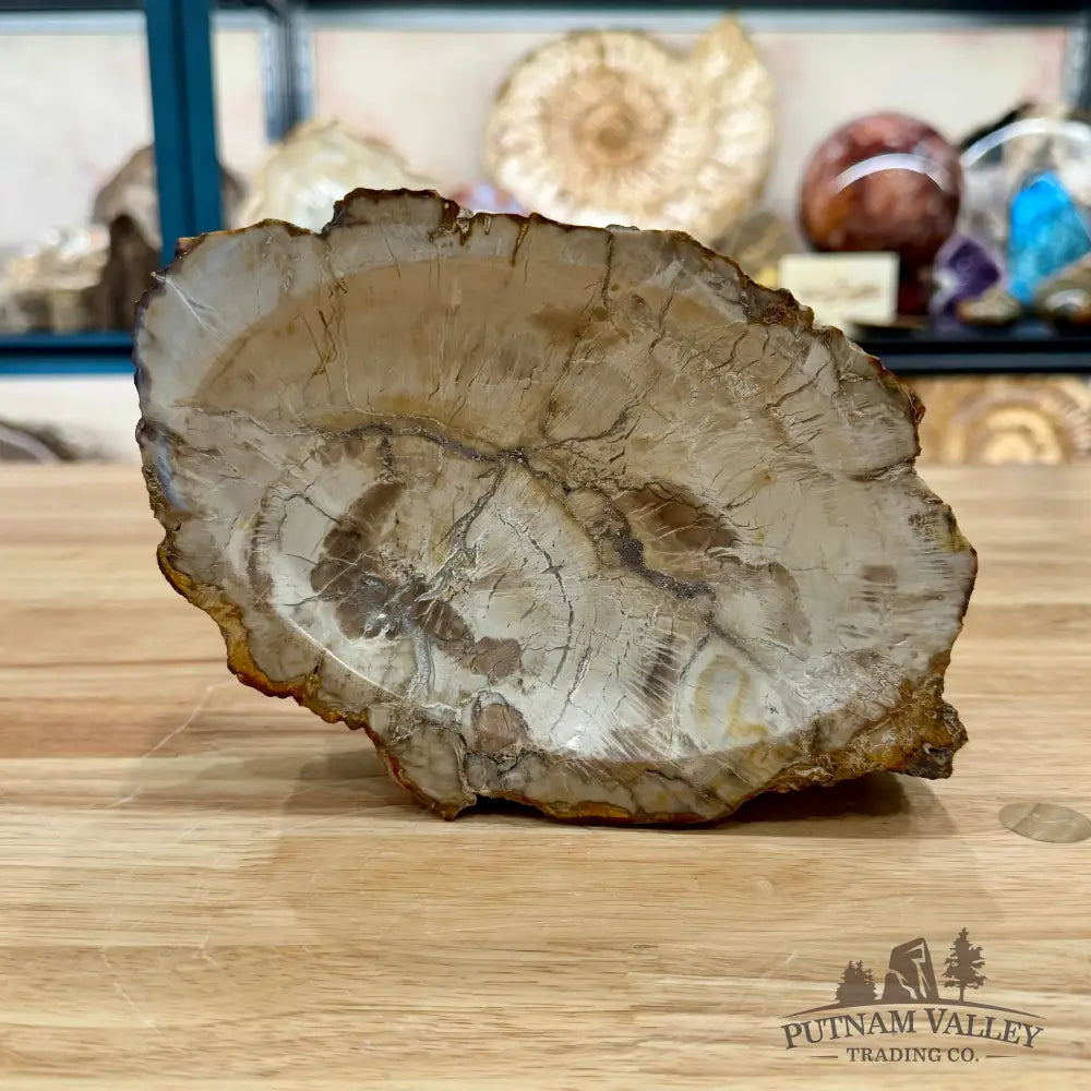 Reserve Madagascar Petrified Wood Rustic Bowl 7.77’’ - Bowl