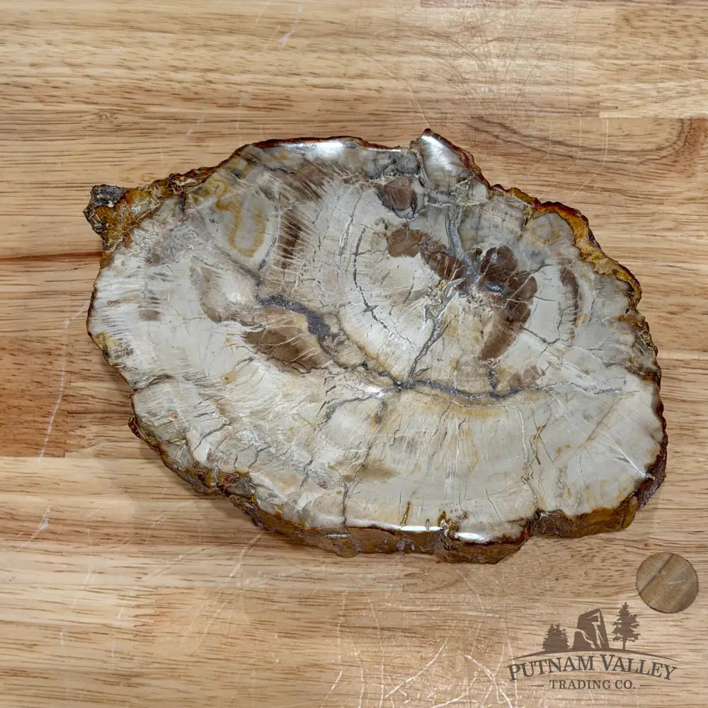 Reserve Madagascar Petrified Wood Rustic Bowl 7.77’’ - Bowl