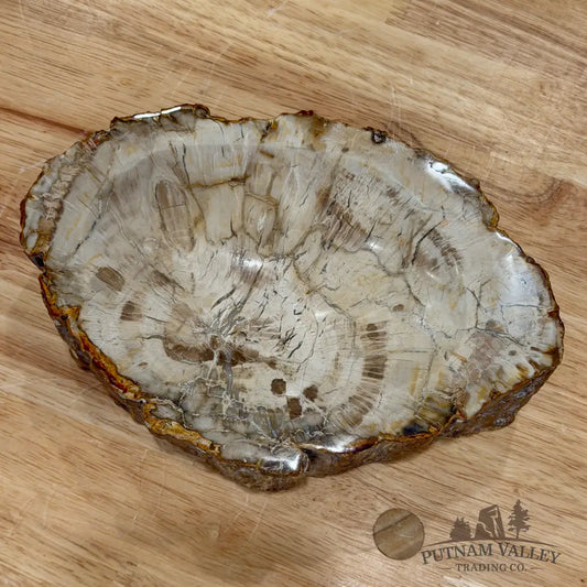 Reserve Madagascar Petrified Wood Rustic Bowl 7.88’’ - Bowl
