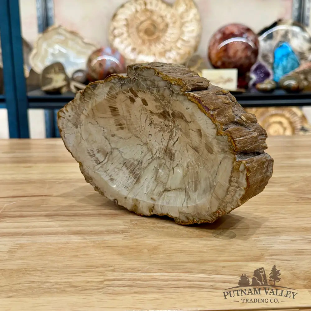 Reserve Madagascar Petrified Wood Rustic Bowl 7.88’’ - Bowl