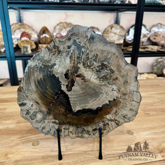 Madagascar Petrified Wood Slab 11.4’’ Slab