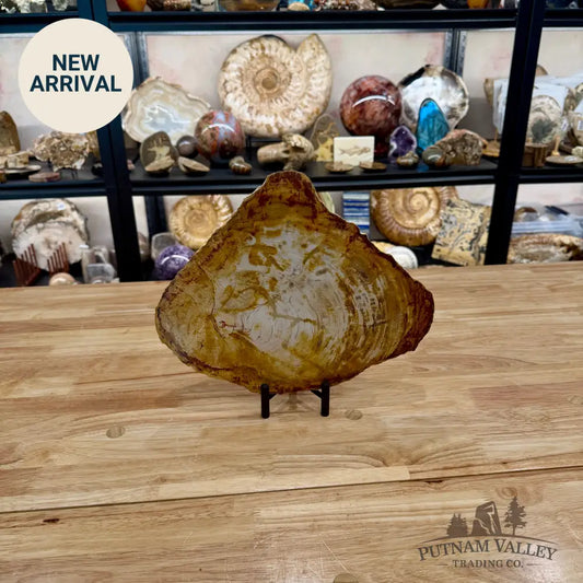 Reserve Madagascar Petrified Wood Slab 11.6’’ - Slab