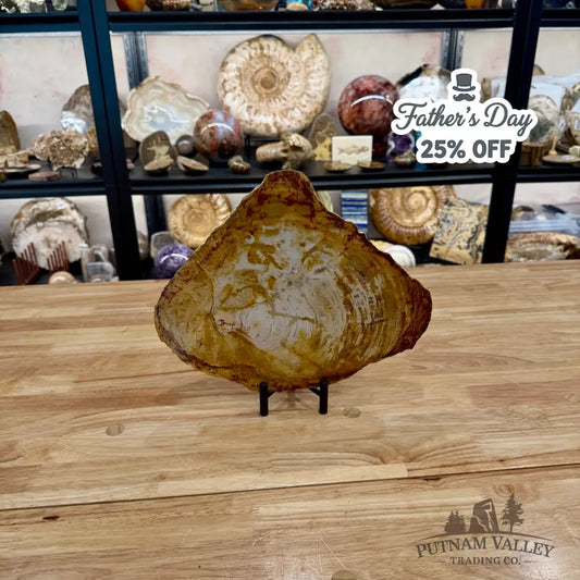 Reserve Madagascar Petrified Wood Slab 11.6’’ - Slab