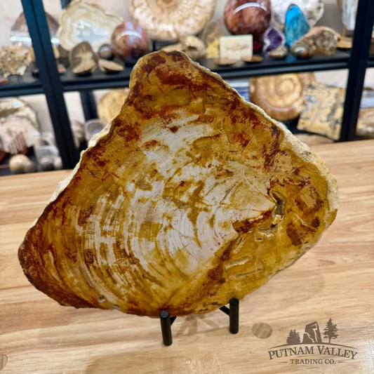 Reserve Madagascar Petrified Wood Slab 11.6’’ - Slab