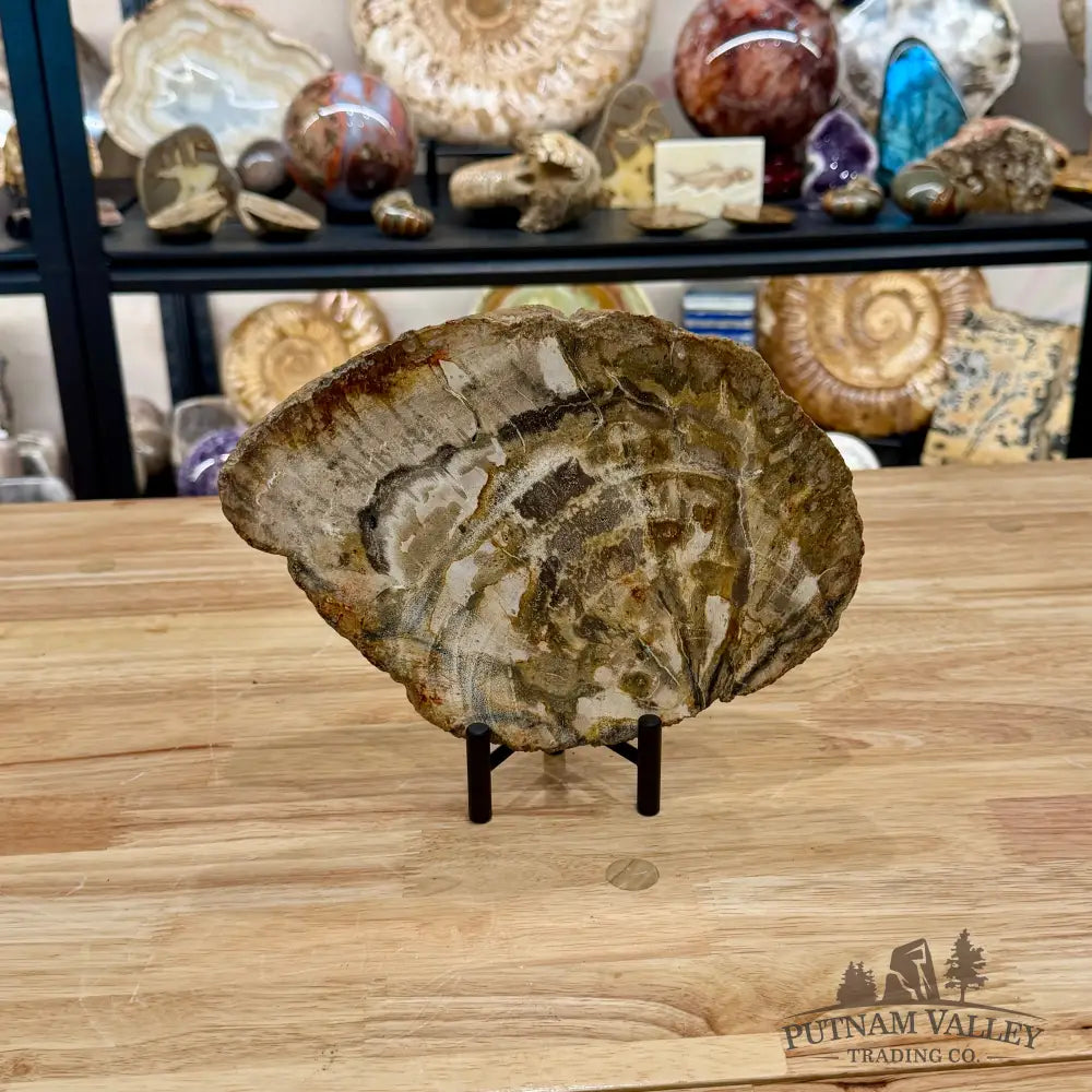 Madagascar Petrified Wood Slab 9.5’’ - Slab