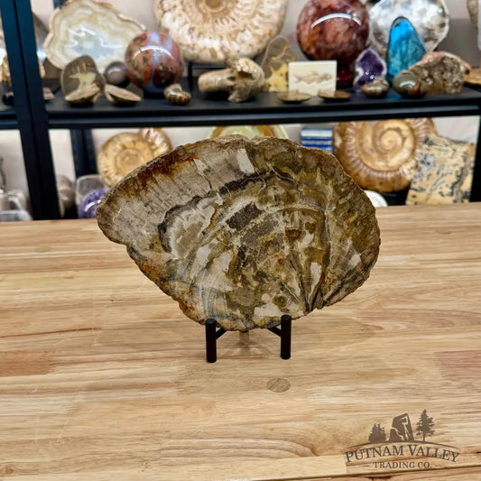 Madagascar Petrified Wood Slab 9.5’’ - Slab