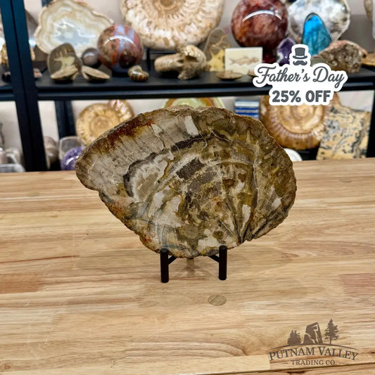 Madagascar Petrified Wood Slab 9.5’’ - Slab