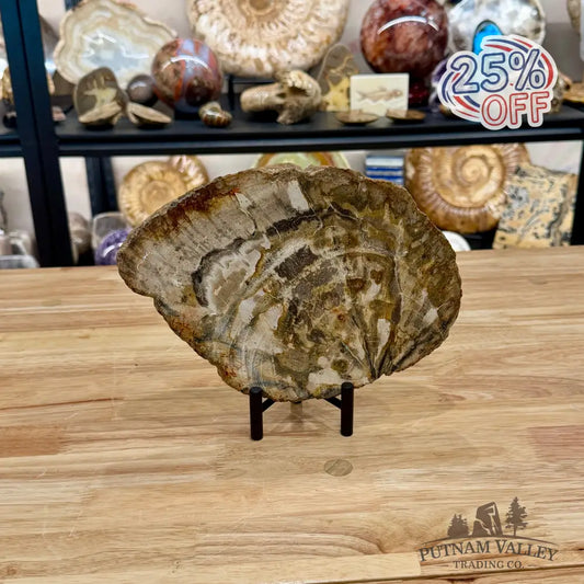Madagascar Petrified Wood Slab 9.5’’ - Slab