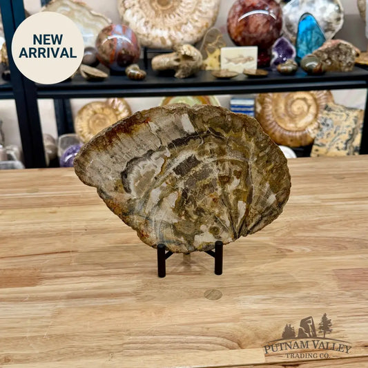 Madagascar Petrified Wood Slab 9.5’’ - Slab