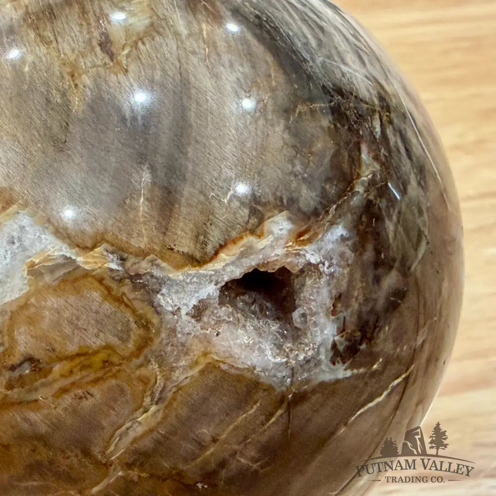 Reserve Petrified Wood Sphere 3.13’’ Sphere