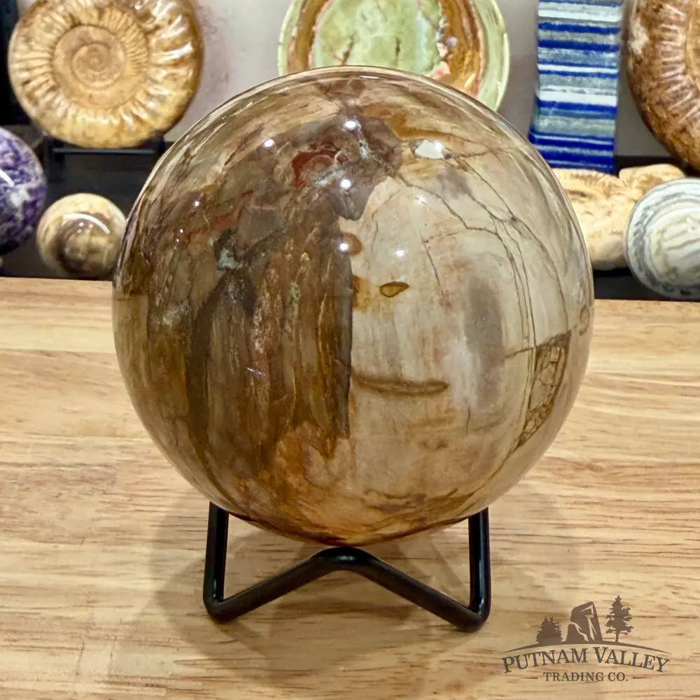Reserve Madagascar Petrified Wood Sphere 3.31’’ - Sphere